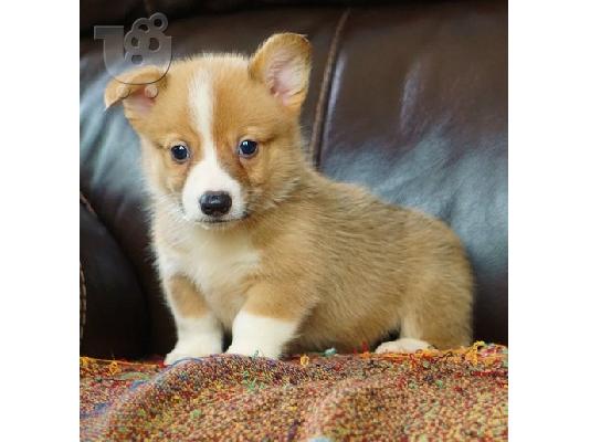 PoulaTo: Pembroke welsh corgi puppies
