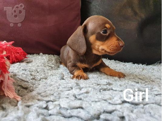 DACHSHUNDS
