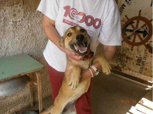 Νεαρη σκυλιτσα χαριζεται