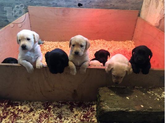 PoulaTo: Labradol σκυλιά και κουτάβια προς πώληση