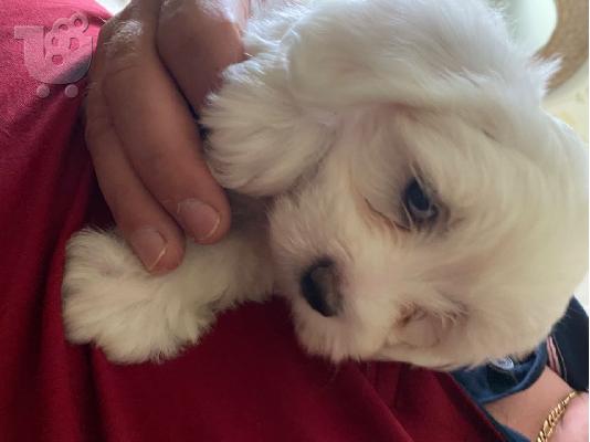 2 Aristerá koutávia Bichon Máltas,boggle,zebra,Bles,Sky