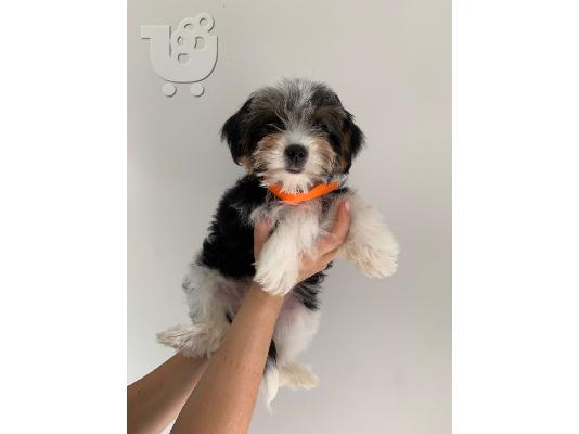 PoulaTo: Adorable Pedigree biewer terrier Puppies for sale
