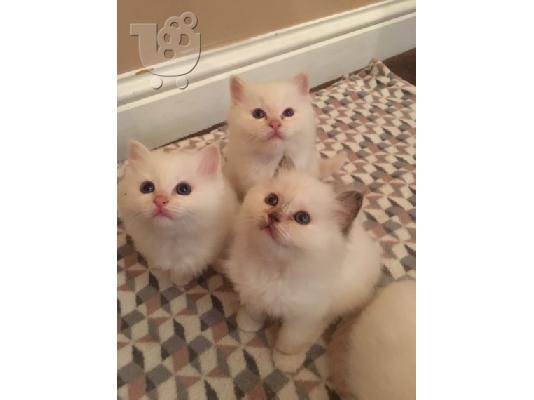 Υπέροχο γατάκι Birman