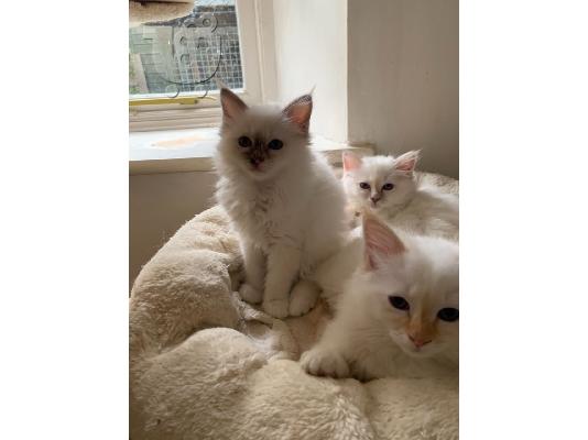 PoulaTo: γατάκι Birman