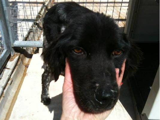 Σκυλακι ξανα χαριζεται