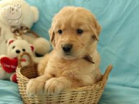 PoulaTo: X μάζα τεριέ Golden Retriever