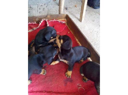 Ντατσχουντ – 300 euro REAL FOTO!