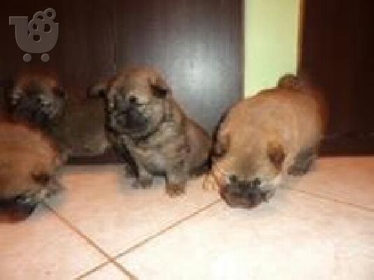 τσαου-τασου