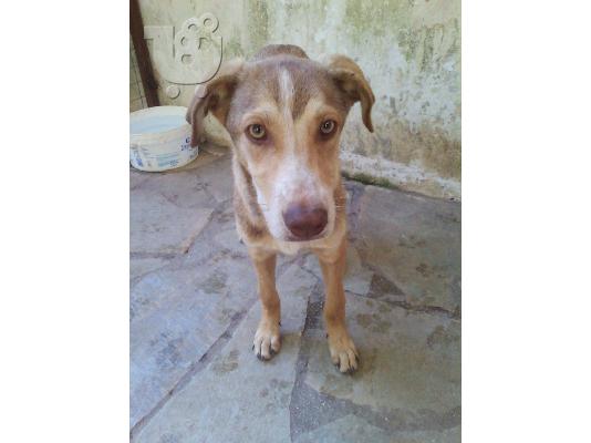 PoulaTo: Μικροσωμη σκυλιτσα χαριζεται