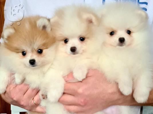 PoulaTo: Πολυτελή Mini Pomeranian κουτάβια