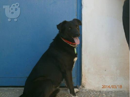 Σκυλακι χαριζεται