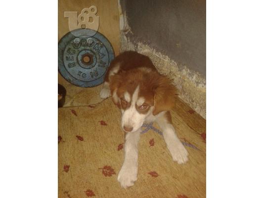 Κουταβακι χαριζεται