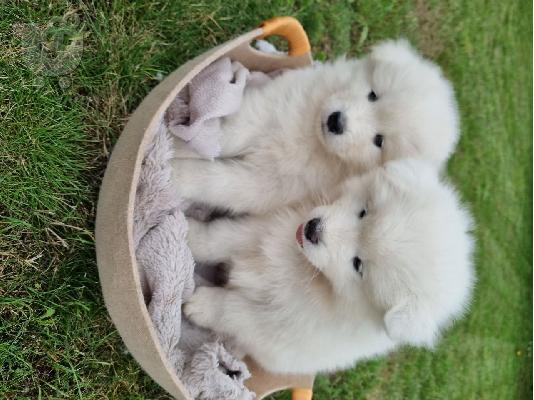 PoulaTo: Γεια σας πουλάμε όμορφο κοριτσάκι samoyed. Όλος ο