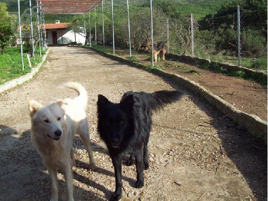 Ημιαιμοι λυκοι/κολευ χαριζονται για συντροφια κ φυλαξη...