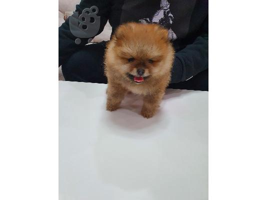 Αρκουδάκι pomeranian κουτάβια