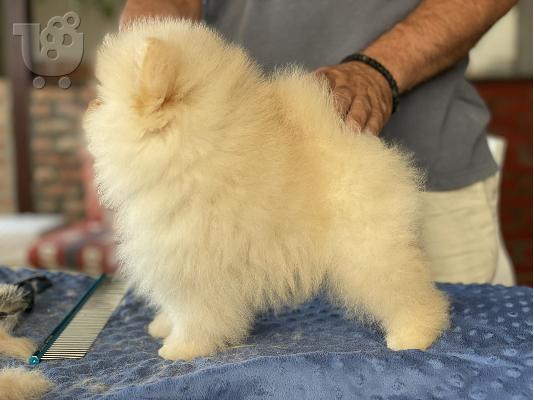 PoulaTo: Κουτάβι Pomeranian