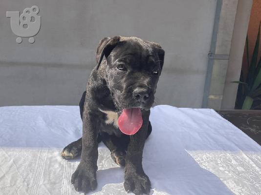 Cane Corso κουτάβι