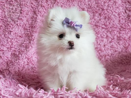 PoulaTo: Τα κουτάβια Pomeranian αρκουδάκι