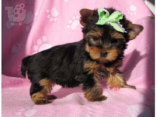 PoulaTo: Το σπίτι έθεσε κουτάβια yorkie για rehoming