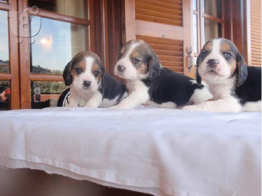 ΜΠΙΓΚΛ BEAGLE