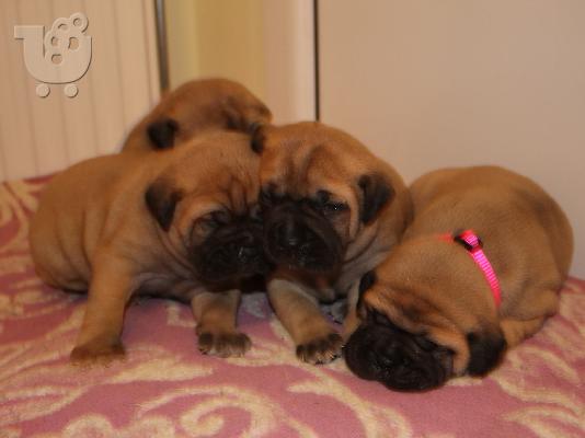 bullmastiff αναγκελια γεννας!