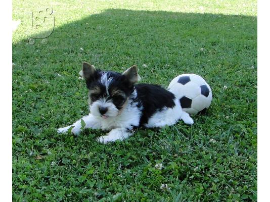 ΓιορκσάιρΤεριέ 12 εβδομάδων. 2 τελευταία. καθαρόαιμο...