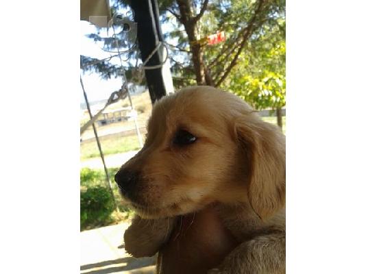 Προσφέρεται