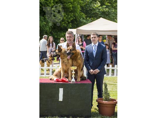 German Shepherd  K-9καθαροαιμα κουταβακια 6940048695 αθηνα θεσσαλονικη...