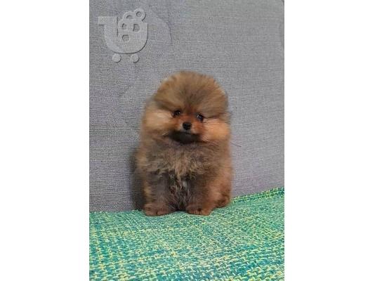 Pomeranian Spitz κουτάβια