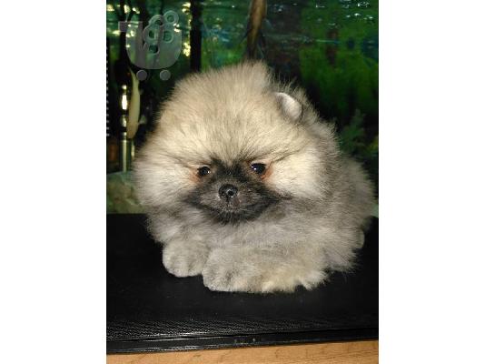 PoulaTo: ένα αρσενικό και ένα θηλυκό ροζ κουτάβια