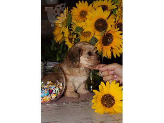 PoulaTo: Havanese Bichon κουτάβια
