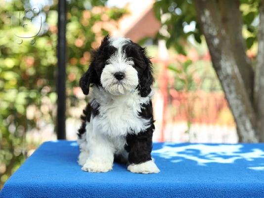 Bichon Havanese κουτάβια
