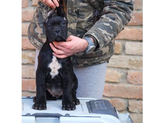 Cane Corso κουτάβια