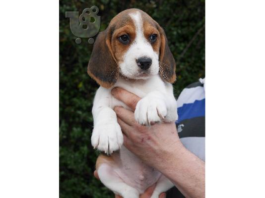 PoulaTo: Δύο αξιολάτρευτα κουτάβια Beagle προς πώληση