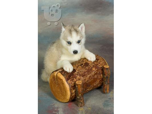 PoulaTo: HUSKY SIBERIAN-ΧΑΣΚΥ