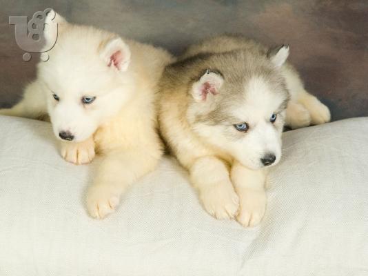 PoulaTo: HUSKY SIBERIAN