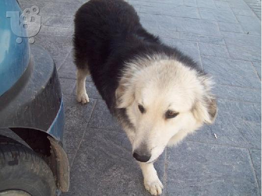 Νεαρες σκυλιτσες χαριζονται