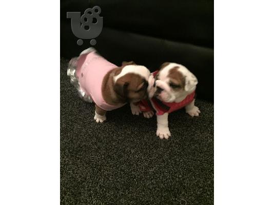 PoulaTo: καθαρό αγγλικό μπουλντόγκ ένα αρσενικό κουτάβι και ένα κουτάβι σκύλου κουταβιού