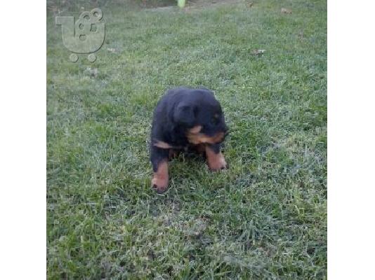 rottweiler