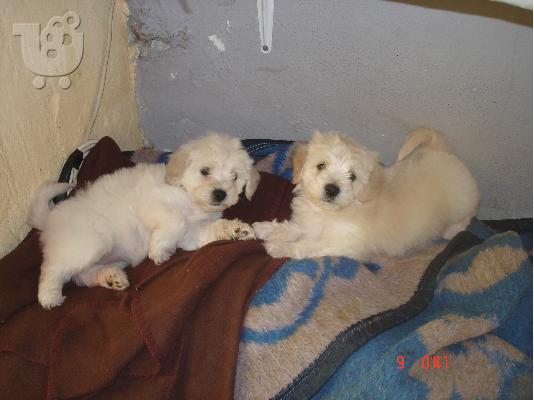 Μαλτεζακι,καταλευκο,μινι,θηλυκο.