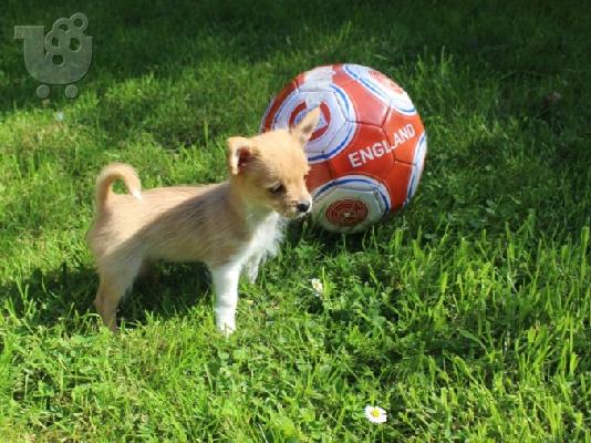 chow chow προς πώληση.