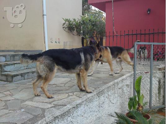 γερμανικος ποιμενικος