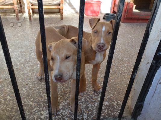 PoulaTo: pit bull red nose