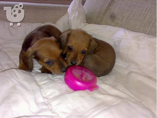 Ντατσχουντ – 300 euro