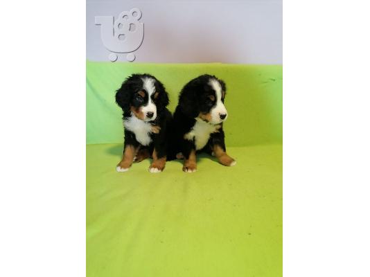 Κουτάβια Bernese Mountain Dog