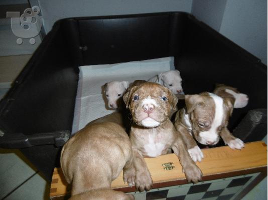 Pitbull rednose koutavia