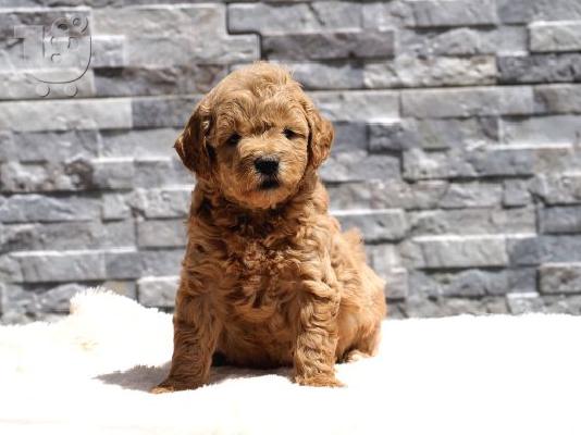 PoulaTo: F1b Goldendoodle κουτάβια