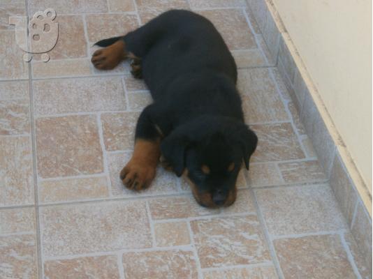 Πωλουνται καθαροαιμα Ροτβαιλερ