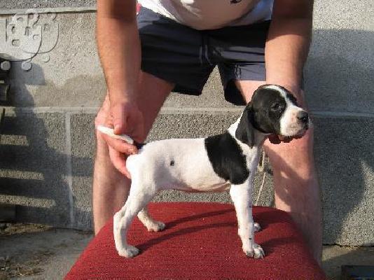 PoulaTo: Πόιντερ – 300 euro