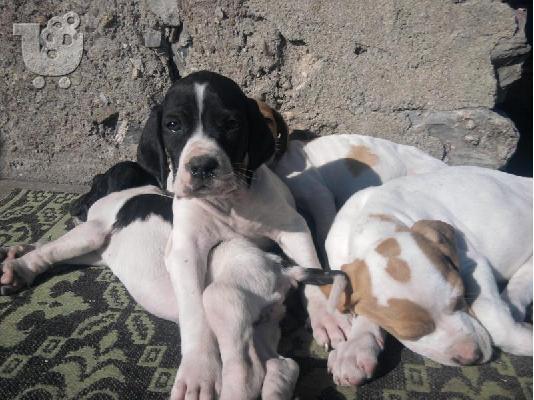 PoulaTo: Πόιντερ – 300 euro